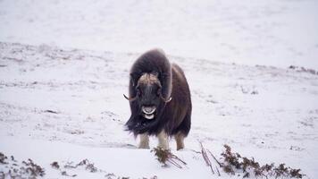 Musk Ox yawning and scratching video