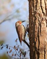 Northern Flicker on a tree photo