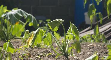 Wilted zucchini plant suffers from a severe drought in a home garden, highlighting environmental concerns. photo