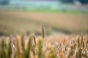 Golden wheat field scene, bathed in warm sunlight during a summer day. photo
