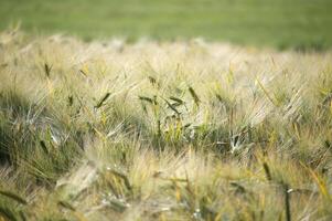 Barley field swaying in the wind on a sunny summer day photo