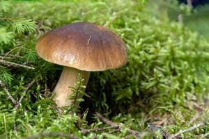 Mushroom on green moss photo