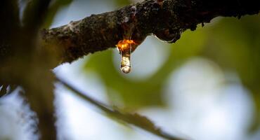 A captivating image of a resin droplet glistening on a tree branch. photo