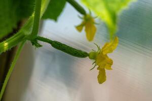 A tiny cucumber with a bright yellow flower blooms in the sunlight, ready for harvest. photo
