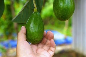 Hand picking avocado fruit from the tree photo