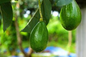 close up of avocados hanging on the tree photo