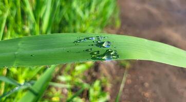 Brilliant, beautiful large drops on a wide green leaf of grass after a summer morning rain photo