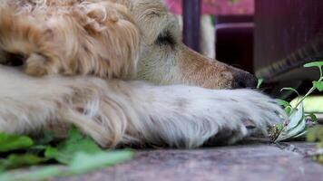 Cute Golden Retriever Sleeps Outside the City. Close-up of a Dog Sleeping on Tiles in a Summer Cottage. Peaceful Sleep and Relaxation for Your Pet. video