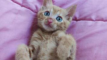 Fluffy Cute Red Kitten Lies and Looks Around. Portrait of a Small Striped Ginger Cat on the Sofa, Looking at the Camera. video