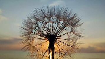 Dandelion Flower on Summer Field in Sunset. Dandelion Over Sunset Background. Macro of Dandelion Seeds in Sunlight Blowing. video