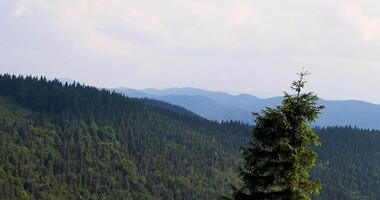 Beautiful Valley In Carpathian Mountains. Panorama Landscape View in the Ukrainian Carpathian Mounrains. video