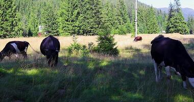 Cows Graze in the Highland Landscape. Cows Graze in a Meadow Near a River in the Carpathians, Ukraine. video