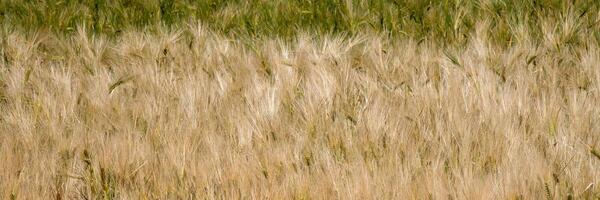 Golden barley waves whisper secrets to the sky, echoing Lammas harvest dreams and ancestral agrarian magic photo