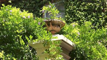 Greenery and fountain in a vibrant garden video
