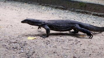 A water monitor lizard strolling on a path video