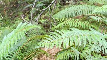 Vibrant green ferns sway gently in a serene forest setting, captured in soft natural light video
