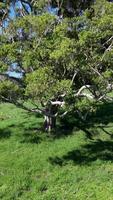 Aerial footage captures a large tree in lush greenery under bright sunlight, showcasing its expansive branches and vibrant foliage video