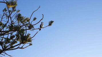 Cormorants rest on a pine tree against a clear sky during sunset, creating a serene and natural scene video