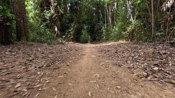 A serene forest path covered with leaves, captured in natural daylight, showcasing a tranquil, untouched environment video