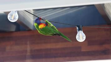 Lorikeet interacting with string lights in Gold Coast video