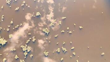 Aerial footage captures floating vegetation and reflections on a tranquil pond in Gold Coast, Australia, under soft natural lighting video