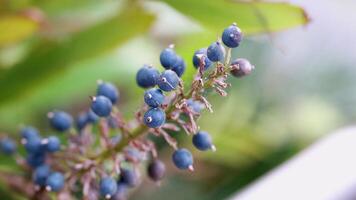 Detailed view of Alpinia caerulea berries with vibrant green foliage, captured in soft natural lighting video