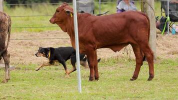 A cattle dog skillfully herds cows in a rural setting, showcasing agility and control under natural lighting video