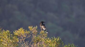 Currawong bird perched on eucalyptus tree in wind video