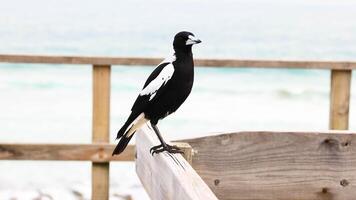 A magpie perches on a wooden railing overlooking the ocean at Barwon Heads, captured in natural daylight video