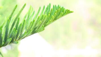 Detailed view of a pine branch in nature video