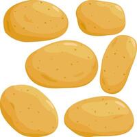 assorted fresh organic potatoes vector