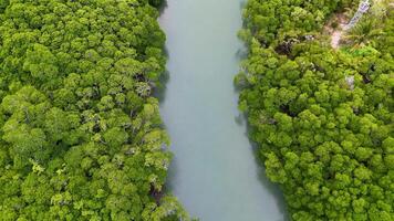 Drone captures vibrant green mangroves lining a serene river in Port Douglas, Queensland, under soft natural lighting video