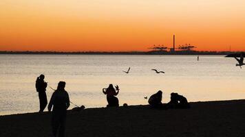 People enjoying sunset with seagulls at the beach video