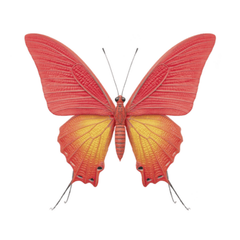 vivace farfalla con rosso e arancia Ali, in mostra intricato modelli e trame, è raffigurato contro pianura sfondo. farfalla delicato struttura e vivido colori creare Impressionante visivo png