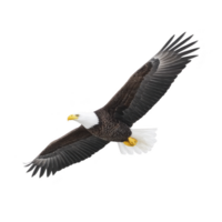 Majestic bald eagle soars through sky, its wings fully extended and feathers detailed against clear background. bird sharp gaze and powerful presence evoke sense of freedom and strength png