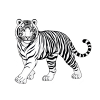 Black and white illustration of tiger walking, showcasing its distinctive stripes and powerful stance. tiger expression is calm yet commanding, highlighting its majestic nature png