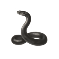 Coiled black snake with raised head and smooth scales, appearing alert and poised. snake sleek body and shiny texture are highlighted against plain background png