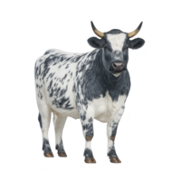 Black and white speckled cow with horns stands facing forward, showcasing its unique pattern and sturdy build. cow calm demeanor is evident in its relaxed posture png