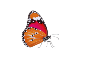 Vibrant orange and black butterfly with white spots on its wings is depicted against plain background, showcasing its delicate beauty and intricate patterns png