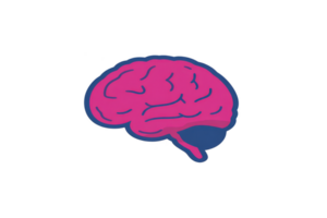 Stylized illustration of human brain in vibrant pink and blue colors, showcasing creative and abstract design. image highlights brain structure with modern artistic flair png