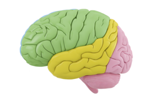 Colorful 3D model of human brain highlighting different regions in green, yellow, and pink, illustrating brain anatomy and structure png