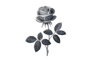 Detailed illustration of single black and white rose with leaves, showcasing intricate linework and shading. monochrome design highlights elegance and beauty of flower png