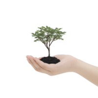 Small tree with lush green leaves is gently held in person hand, symbolizing growth and care. image conveys sense of nurturing and environmental consciousness png