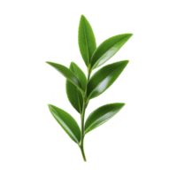 Vibrant green branch with glossy leaves, isolated on transparency background, showcasing nature simplicity and beauty. Perfect for botanical studies or design elements png