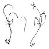 Vine tendril creeper of tree berry flower bush plant, arching flowing stem branch twig with small leaves hand drawn in ink. Botanical illustration isolated element. Wedding stationery florist vector