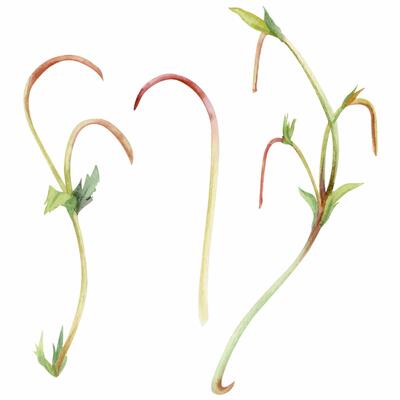 Vine tendril creeper of tree berry flower bush plant, arching flowing stem branch twig with small leaves hand drawn in watercolor. Botanical illustration isolated element. Wedding stationery florist
