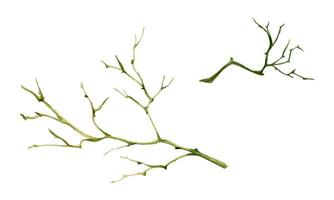 Tree, berry or bush twisted branch twig with no leaves, early spring, late autumn or winter, spiky stalks, buds. Botanical isolated illustration hand drawn in watercolor. Wedding, florist bouquet shop vector