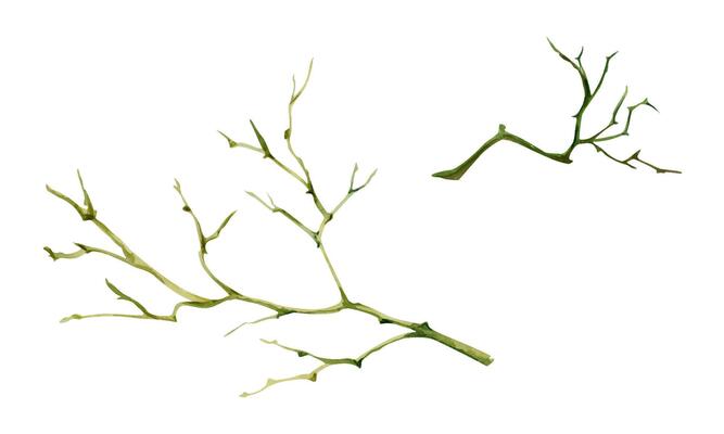 Tree, berry or bush twisted branch twig with no leaves, early spring, late autumn or winter, spiky stalks, buds. Botanical isolated illustration hand drawn in watercolor. Wedding, florist bouquet shop