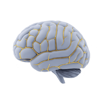 dettagliato 3d interpretazione di umano cervello con evidenziato neurale percorsi, in mostra intricato struttura e complessità di organo. Immagine sottolinea cervello anatomia e neurale connessioni png