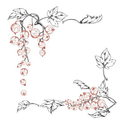 Currant gooseberry cluster bunch raceme with leaves, berry casseille jostaberry juneberry, ink hand drawn. Isolated square corner frame. Craft eco cosmetics, dessert menu, jam jar labels cards